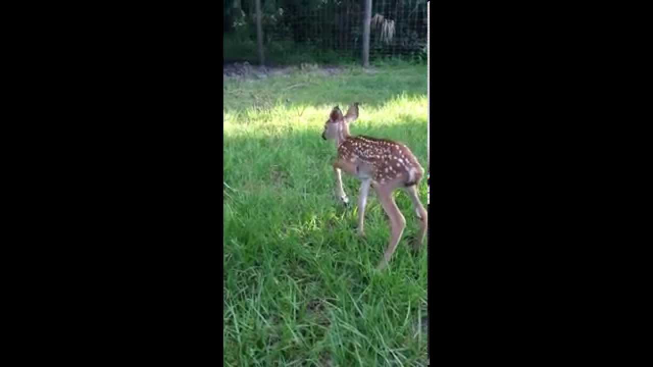 airboat tours near me Wild Florida Baby Fawn - Orlando Airboat Tours