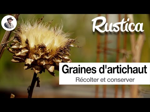 Vidéo: Récolte des plantes à graines d'artichaut - Germination des graines d'artichaut