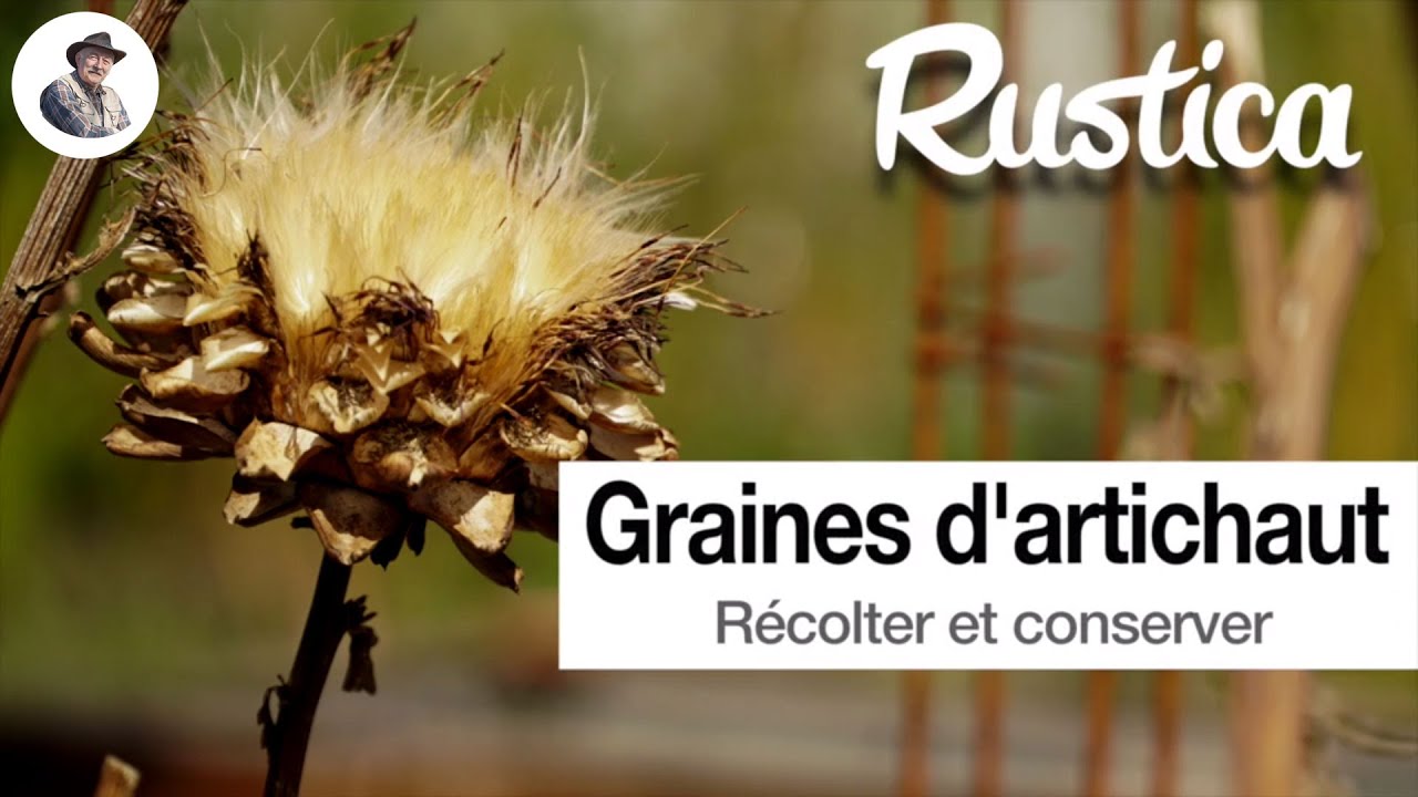 Récolter les graines d’artichaut - YouTube
