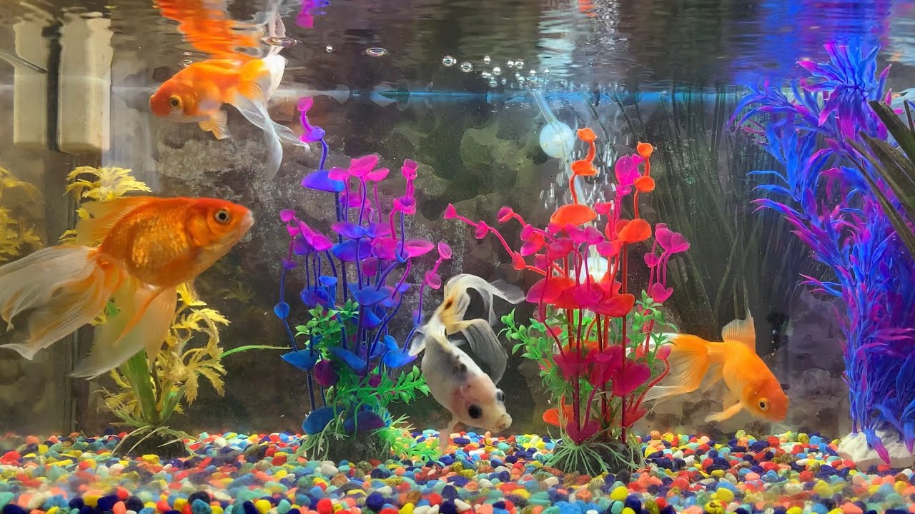 Beautiful goldfish swimming around in the fish tank, so relaxing ❤️