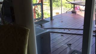 3 legged squirrel. Part 1