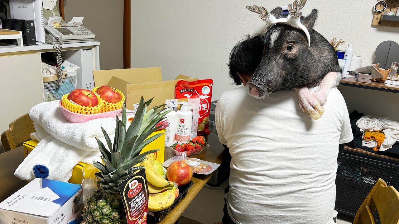 うちのブタに視聴者さんからたくさんのプレゼントが届きました