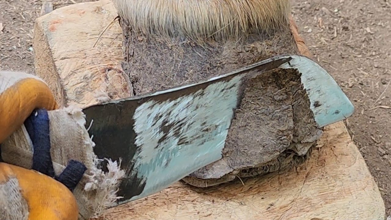 حمار مسكين بيقع من الوجع سوسة الحافر بتاكل الحافر  tunisia