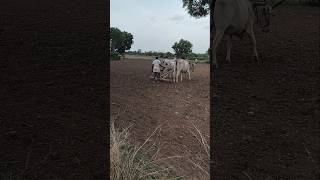 polam lo guntuka kottadam #shorts #farming #vairalvideo #raitu #ytshorts