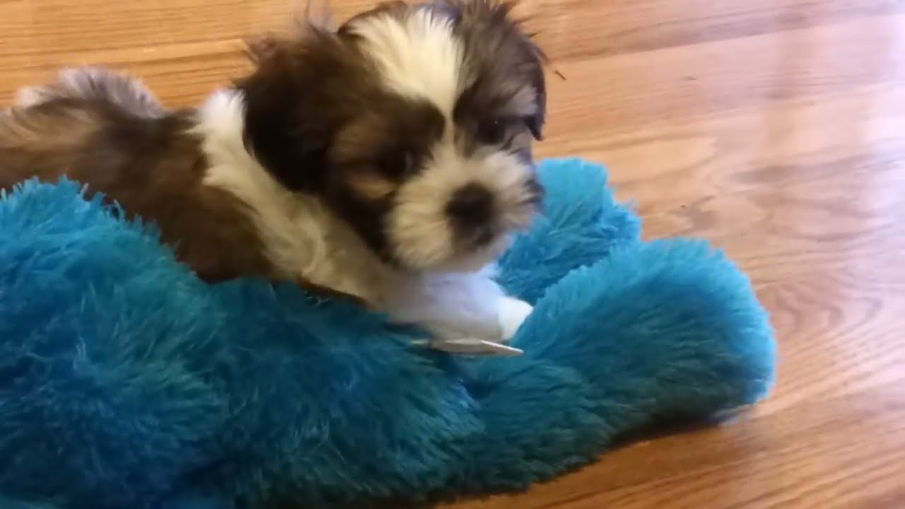 Shih Tzu 8 weeks old puppy Potty Training YouTube