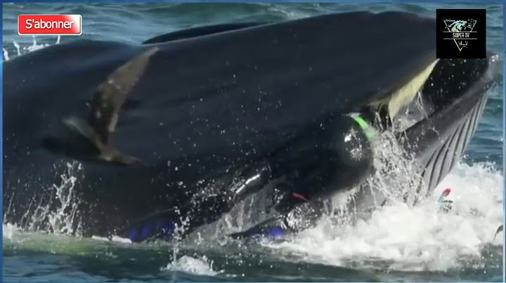 un plongeur avalé par une baleine de 15 m puis le recrache