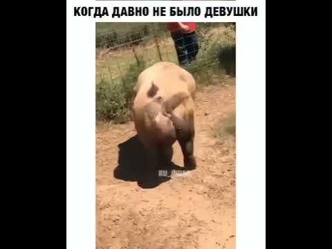 Мабу бабу ютуб