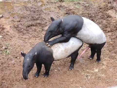 böylesi yok.  piglet mating