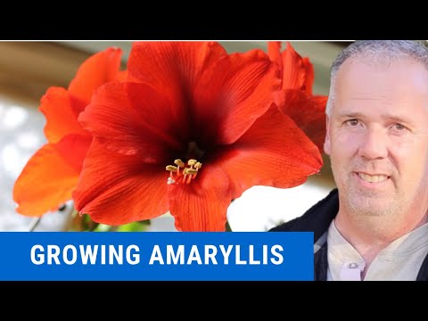 Видео: Амариллисын навчны түлэгдэлттэй тэмцэх: Амариллисын улаан толбо өвчнийг хэрхэн эмчлэх вэ