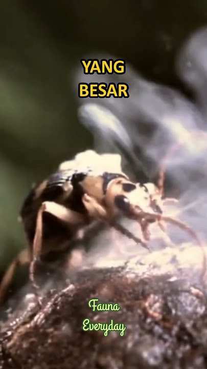 Download lagu Serangga ini Bisa Meledak 🔥 Kumbang Bombardier