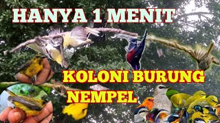 SUARA PIKAT SEMUA JENIS BURUNG KECIL PALING AMPUH 🕊️😱TERBUKTI @AMK-k2j 