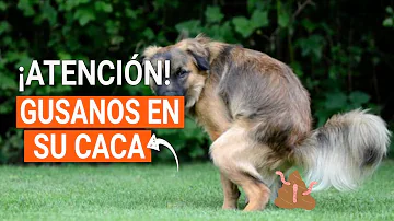 ¿Qué tipo de gusanos se pueden ver en las cacas de perro?