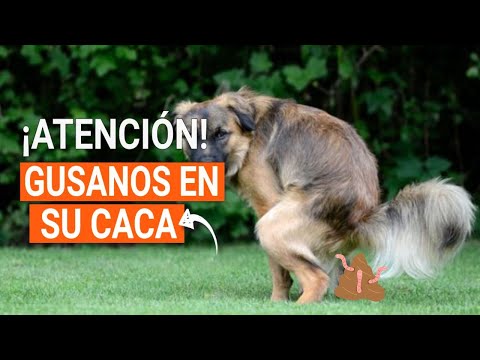 Video: Gusanos que no pueden ser detectados en pruebas de heces de perro