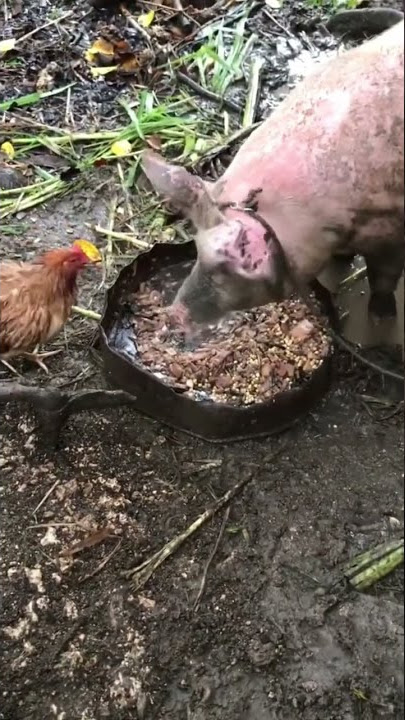 Pig eat baby chicken