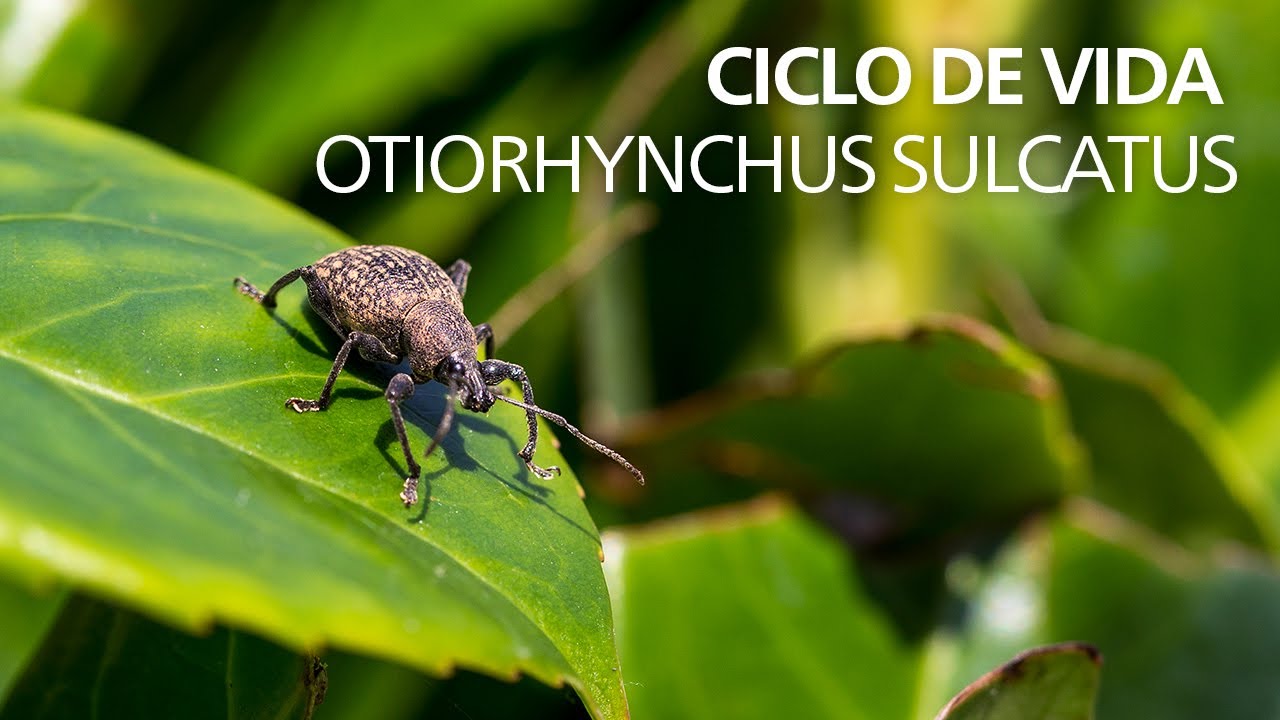 Ciclo de Vida | Otiorhynchus sulcatus