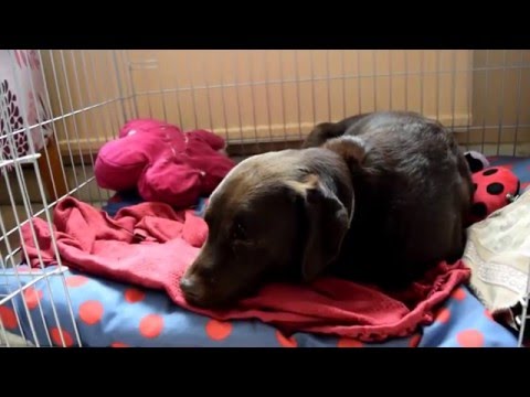 dog-acl-surgery-recovery-week-2-3