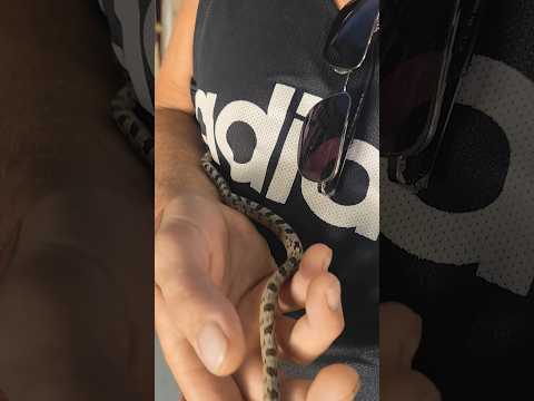 Αργίνια,Παναγία η φιδούσσα🐍Αν