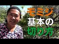 【モミジ】基本剪定を初心者向けに解説