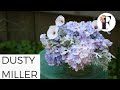 Talking about Growing Dusty Miller Seeds Fall Hardy Annual Growing Flowers from Seed Gardening