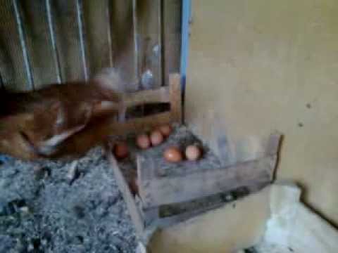 Gallina Che Fa L uovo YouTube gallina-che-fa-l-uovo-youtube