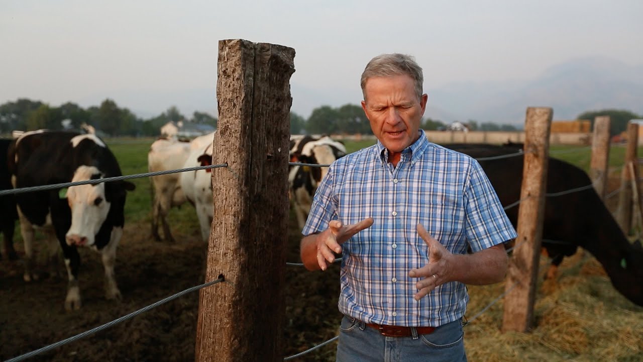 How Much Is A Yoke Of Oxen? New Update