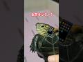 ヤンキーの亀の裏側🚬🐢#short#亀#ウンキュウ#かめ#ペット#面白い#爆笑#流行る#バズる#ウケる#動物 #爬虫類 #ヤンキー#裏側#爆笑#動画#楽しい#笑える#友達#電話#スマホ#豹変 #ママ