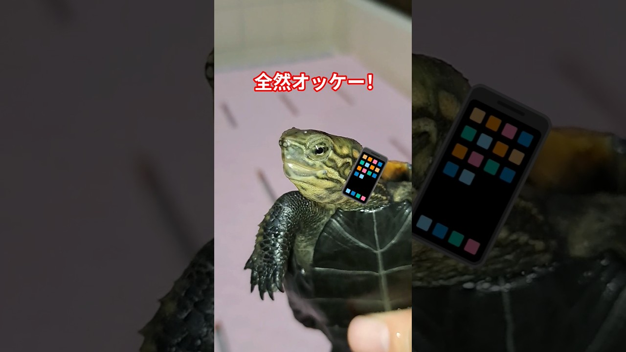 ヤンキーの亀の裏側🚬🐢#short#亀#ウンキュウ#かめ#ペット#面白い#爆笑#流行る#バズる#ウケる#動物 #爬虫類 #ヤンキー#裏側#爆笑#動画#楽しい#笑える#友達#電話#スマホ#豹変 #ママ