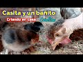 ▶ Me llevé a los pollitos al Gallinero | + Tips sobre 🐣🐥🐤 recién nacidos