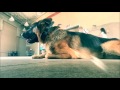 German Shepherd, Otto! German Shepherd Dog Trainers Virginia, DC, MD German Shepherd, Otto! German Shepherd Dog Trainers Virginia, DC, MD