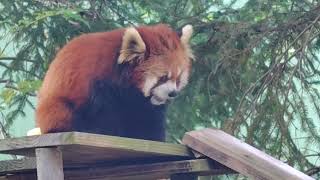 レッサーパンダ 9 - YouTube