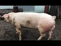 ЦІНИ на ВІДГОДІВЛЮ, РИНОК-СТАВ❗️макухи і шроти у раціоні свиней