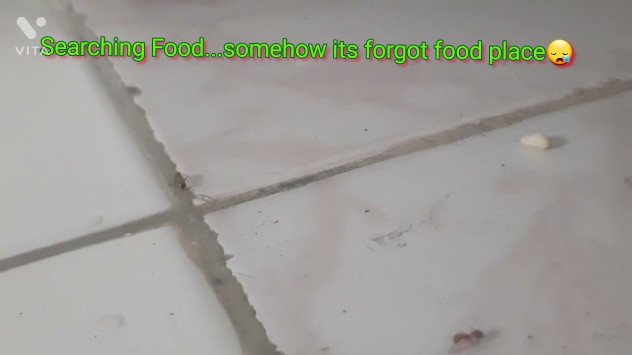 Ant and Food.... ant searching food and struggling with poor memory.
