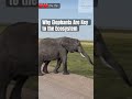 Why Are Elephants Important?