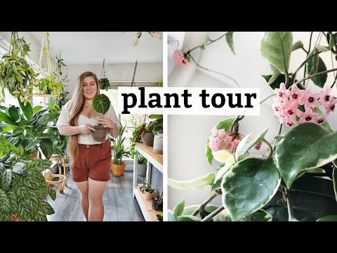 Video: Kalanchoe (52 Photos): Caring For A Decorative Flower At Home. What Does A Houseplant Look Like During Flowering?