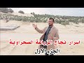 كيف ينجح زراعة الزيتون في الأراضي الصحراوية