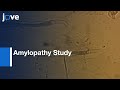 Caenorhabditis elegans Model System For Amylopathy Study