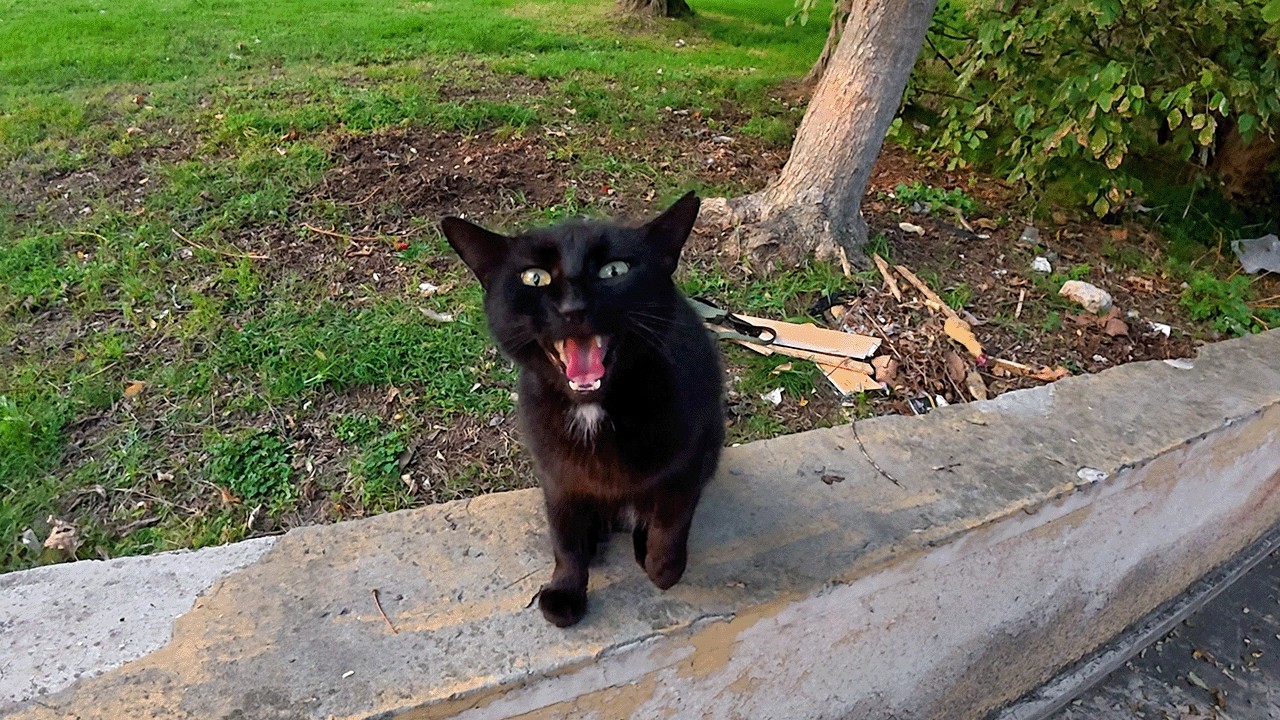 Я встретил самого разговорчивого черного кота на свете.