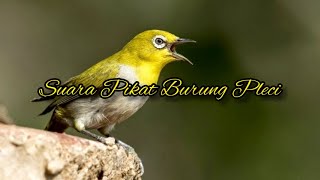 Suara Pikat Pleci Suara Jernih | Terbukti Ampuh Untuk Memikat Burung Pleci