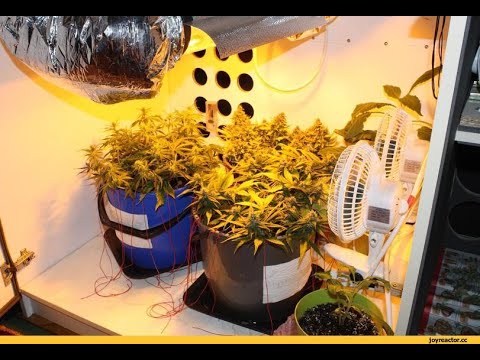 Видео выращивание конопли в домашних условиях