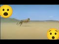 cheetah running at top speed