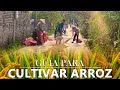 Cómo Cultivar Arroz Paso a Paso 🌾 Guía Completa de Siembra de Arroz