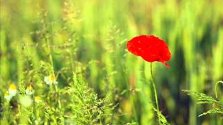 Obojeni Program - Ona je tu