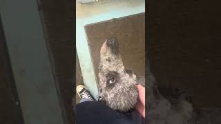 I met Bleakley #dog #dogs #dogshorts #dogvideos