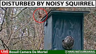 Brooding Tawny Owl Disturbed By Squirrel