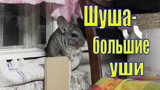 Шиншилла Шуша приколюша/ Елена и зверята