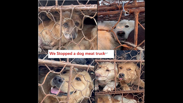 We stopped a dog meat truck, saved 100 dogs