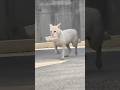 野良犬は子どもを言うため、毎日街に出て食べ物を乞い、そこには偉大な母の愛がありました。#shorts