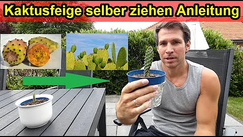 Kann man einen Kaktus in orchideenerde Pflanzen?