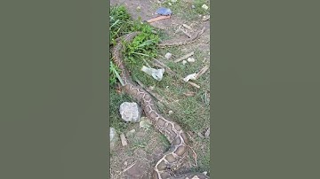 giant python 200 kg