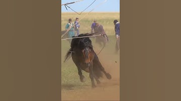 Video triệu view Cuộc thi thuần ngựa Mông Cổ